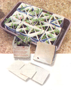 Use These Converted Milk Cartons for Tomato Plant Propagation Image